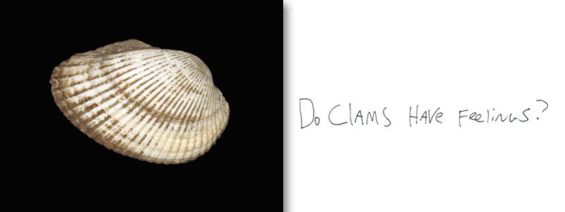 do clams have